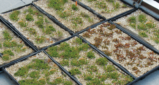 Green Roof Component