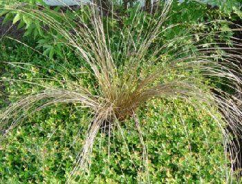 Carex Buchannii
