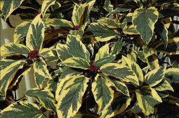 Clerodendrum brandoniii