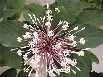 Clernodendrum