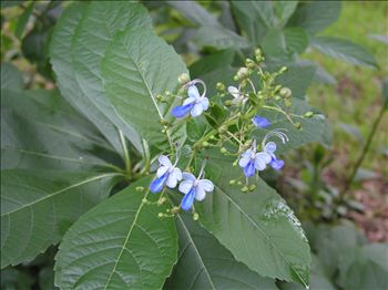 Clerodendrum ugadense