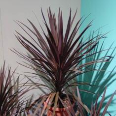 Cordyline Australis Red Sensation