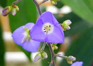 Dichorisandra pendula 'Blue Pendant'