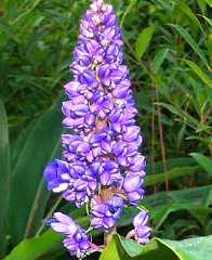 Dichorisandra thyrsiflora 'Blue Ginger'