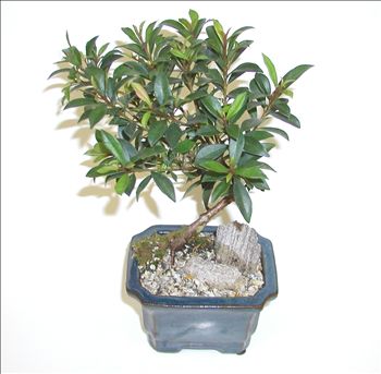 Eugenia Globulus