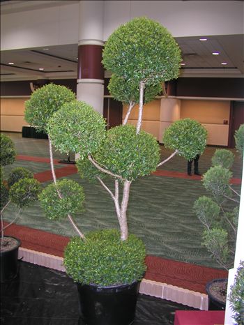 Eugenia myrtifolia