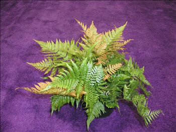 Autumn Fern