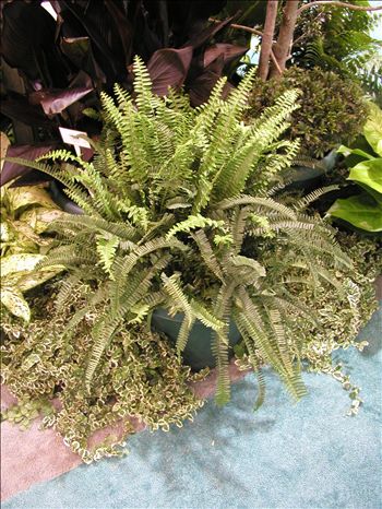 Sword Fern