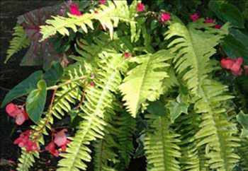 Golden Boston Fern