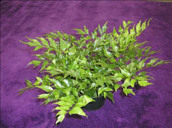 Holly Fern