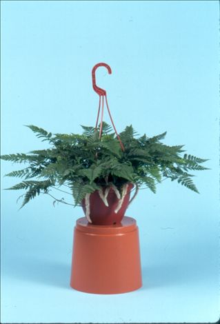 White Paw Fern