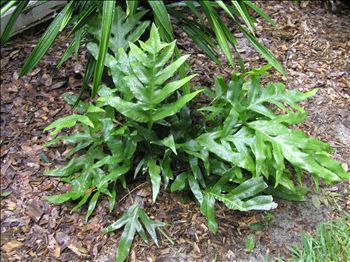 Hawaiian Wart Fern