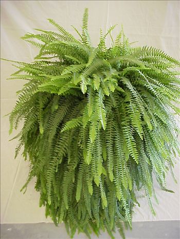 Boston Fern