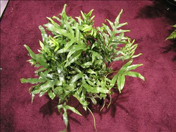Wart Fern