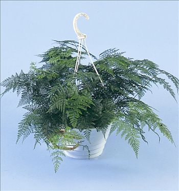 Lacy Paw Fern