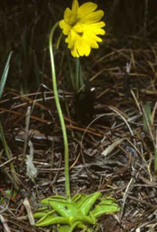 Pinguicula lutea