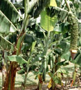 Musa 1000 Fingers