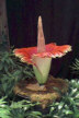 Amorphophallus