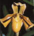 Paph druryi