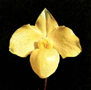  Paph armeniacum