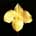 Paph armeniacum