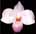Paph delenatii