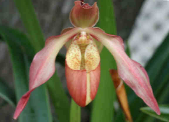 Phrag. Sorcerer's Apprentice x besseae