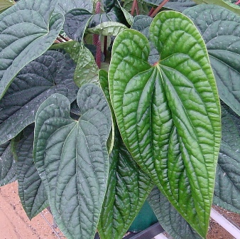A. (radicans x dreslerii