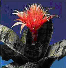 Aechmea fasciata 'Morgana'