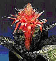 Aechmea fasciata 'superb'