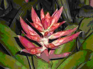 Aechmea Starlite