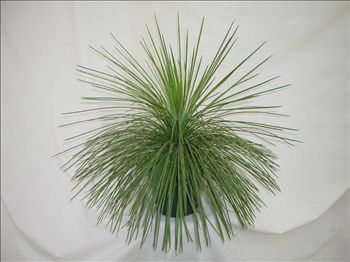 agave geminiflora
