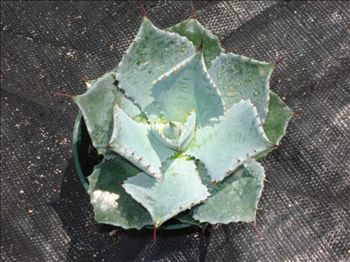 Agave parassana