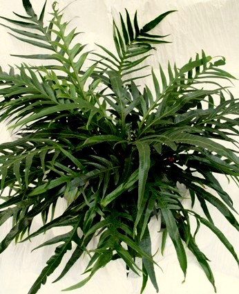 Aglaomorpha coronans ‘Jims’