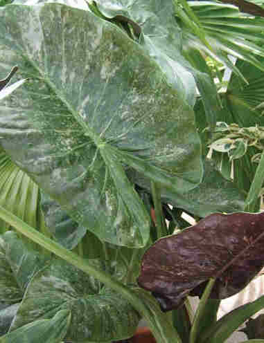 Alocasia wentii variegata