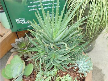 Aloe humilis 'Hedgehog'