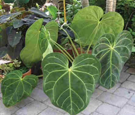 Anthurium Crystal