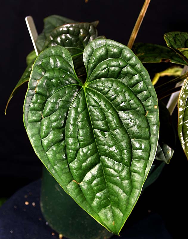 A. luxuriens