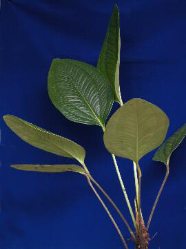 Anthurium ovatifolium
