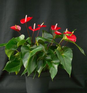 Anthurium Red Rocket