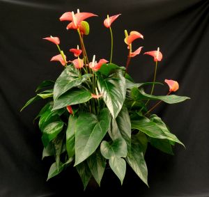 Anthurium 'Salsa'