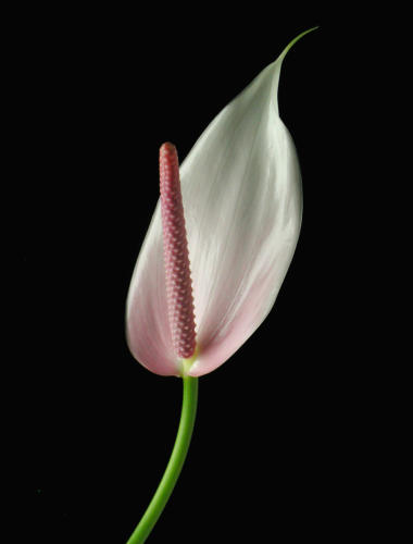 Anthurium Allura Pink