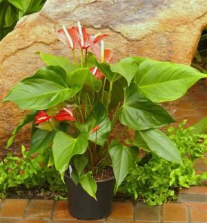 Anthurium Pacora