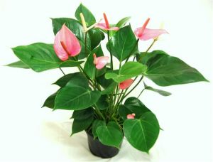 Anthurium Pink Passion