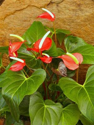 Anthurium Sangria