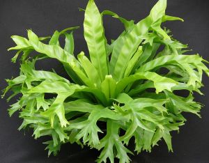Asplenium 'Crissie'