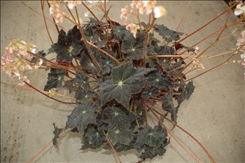Begonia 'Black Velvet'
