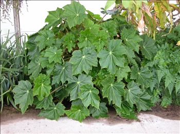 Begonia 'Immense'