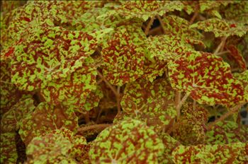 Begonia Marmaduke