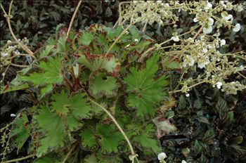Begonia 'River Nile'